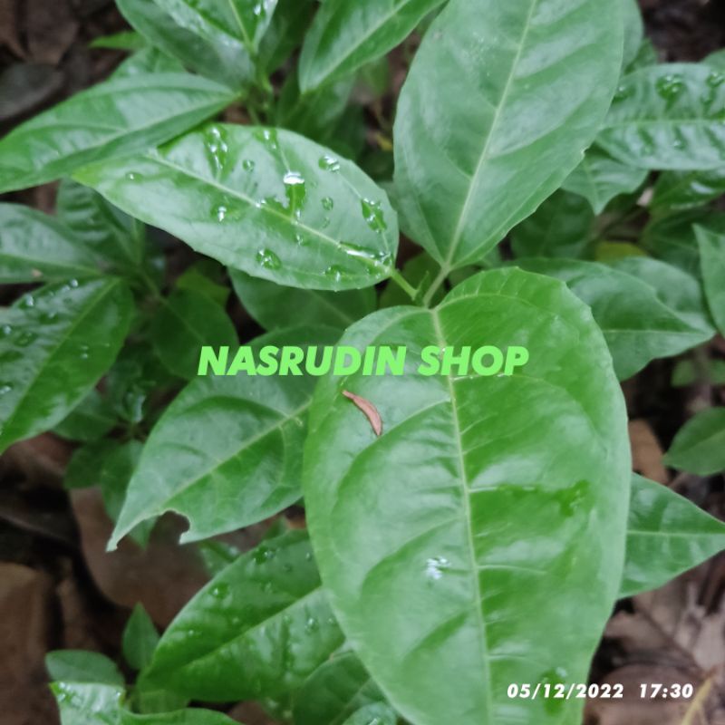 

[Fresh] BIBIT MARKISA 10 POHON CABUTAN BIBIT BUAH MARKISA JENIS CAMPUR BIBIT MARKISAH