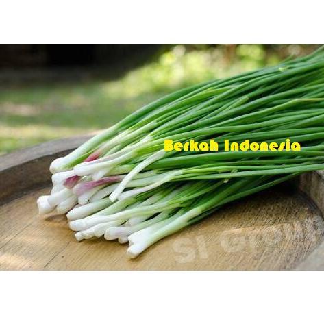 

↼ Daun Bawang Merah / Bawang Godong 1/4 (Siap Grosir) た