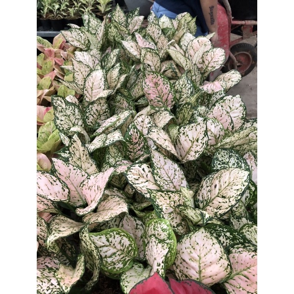 Aglaonema Dud Cream Jumbo