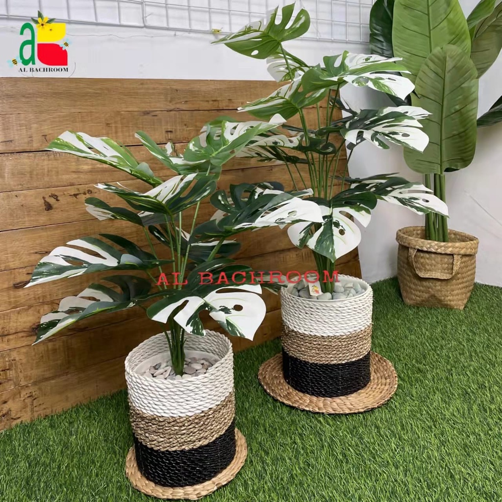 1 PAKET TANAMAN MONSTERA VARIEGATA DAN POT PIRUS 20CM RB6028 TANAMAN ARTIFICIAL DEKORASI RUMAH