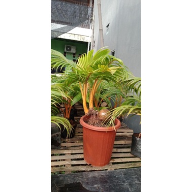 bonsai kelapa cabang 2