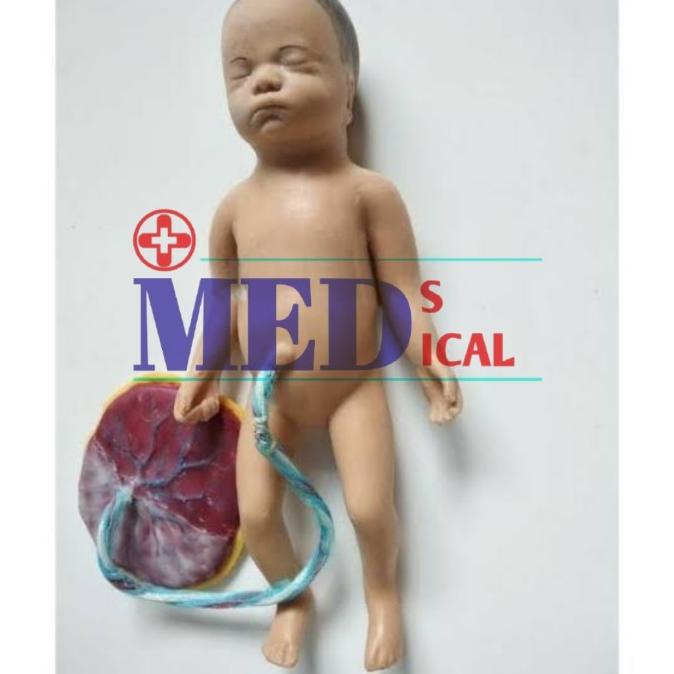 Phantom Bayi + Plasenta . Manikin Bayi Plasenta