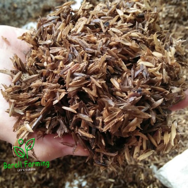 Sekam Fermentasi Siap Pakai Media Tanam SEKAM PERMENTASI MEDIA TANAM AGLONEMA DENGAN EM4