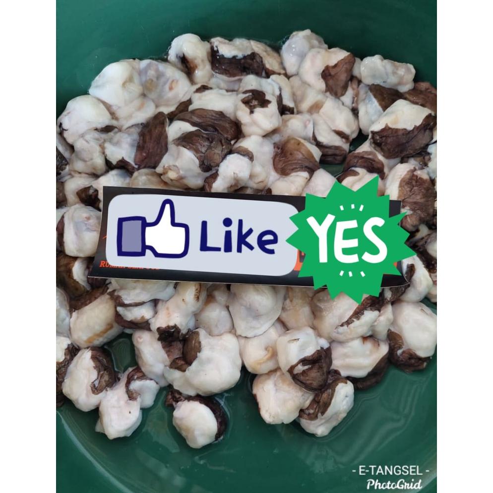 

[BAYAR DITEMPAT] Tako Leg Boiled 1 kg / ujung kaki, leher, kulit gurita matang