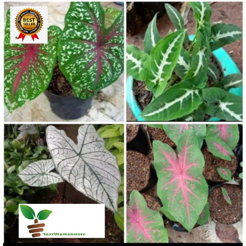 4 paket keladi murah / Bibit 4 paket tanaman keladi