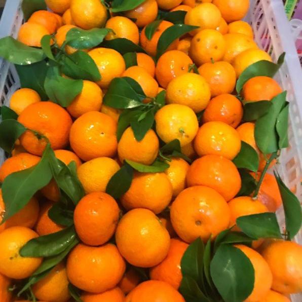 

⚡COD⚡ FCW - Buah Jeruk Shantang / Santang MANIS 500 Gram