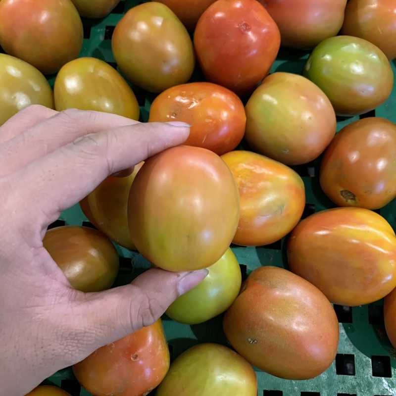 TOMAT Fresh 500 gr  (KHUSUS SAMEDAY DAN INSTAN)