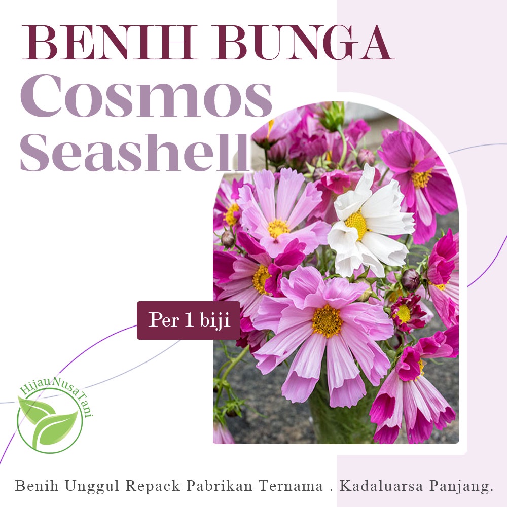 Benih Bunga COSMOS repack ecer bijian - Haira Seeds / Mr. Fothergills