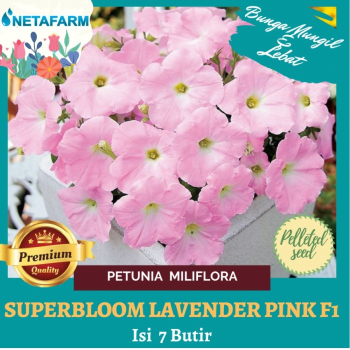 >*>*>*>*] Benih Bibit Bunga Petunia Miliflora Superbloom Lavender Pink F1 - 7Btr