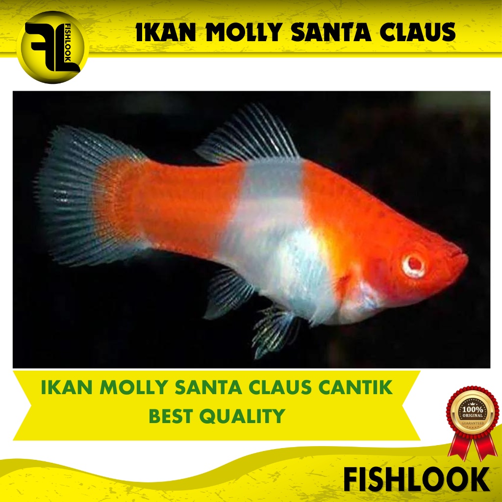 ikan hias aquascape moly santa claus