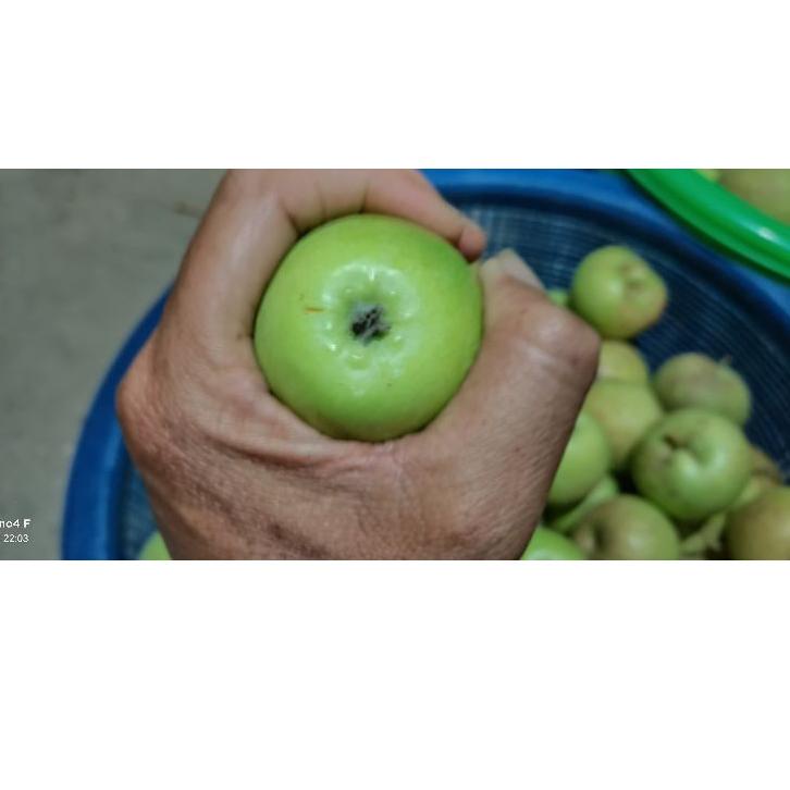 ㅐ buah Apel Termurah manalagi/apel malang fress 1kg (15-22buah) ㊕