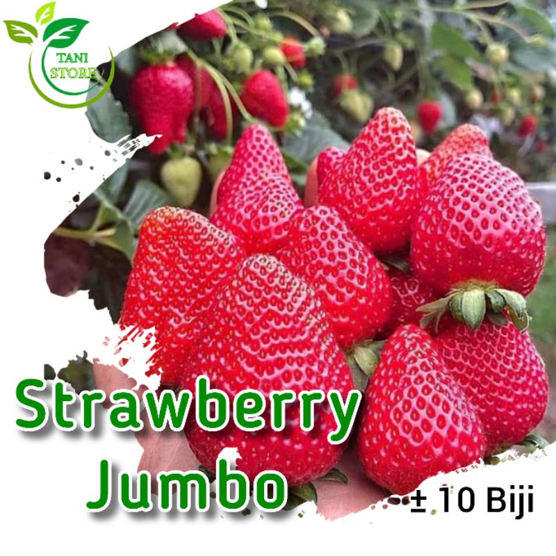 ±10 Biji benih strawberry jumbo besar_bibit strawberry_stroberi