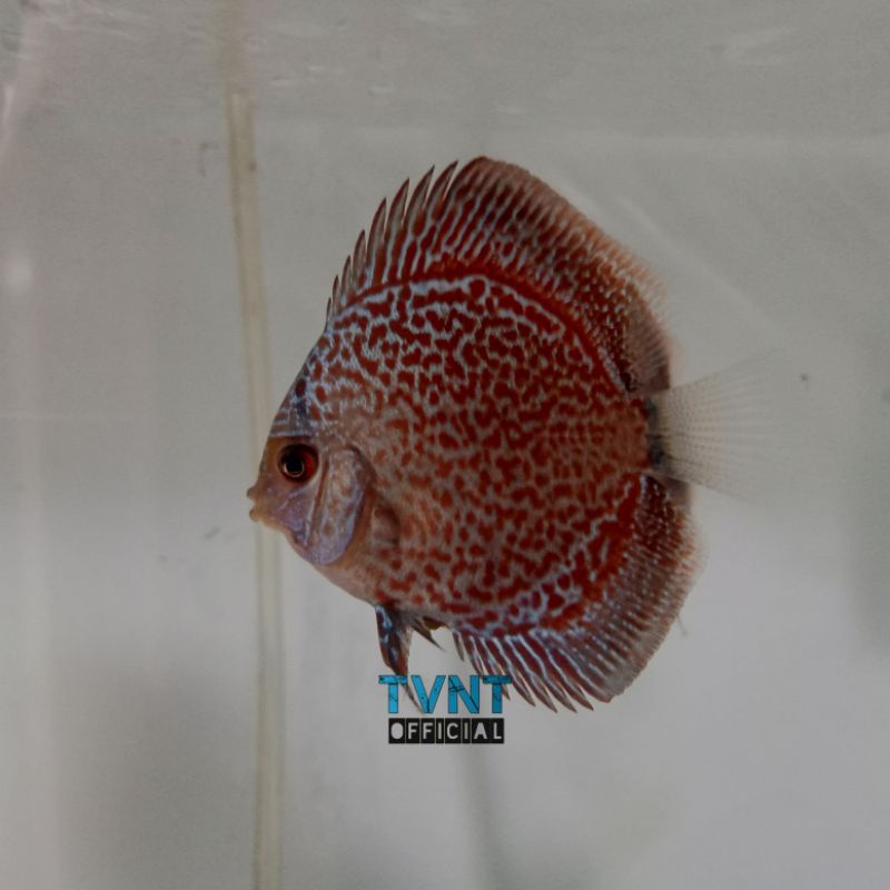 Ikan Discus Leopard Snack Skin LSS hiasan aquarium 2inch murah