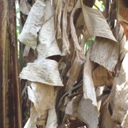 Daun pisang kering 100gr media jangkrik,dan ikan cupang kalaras