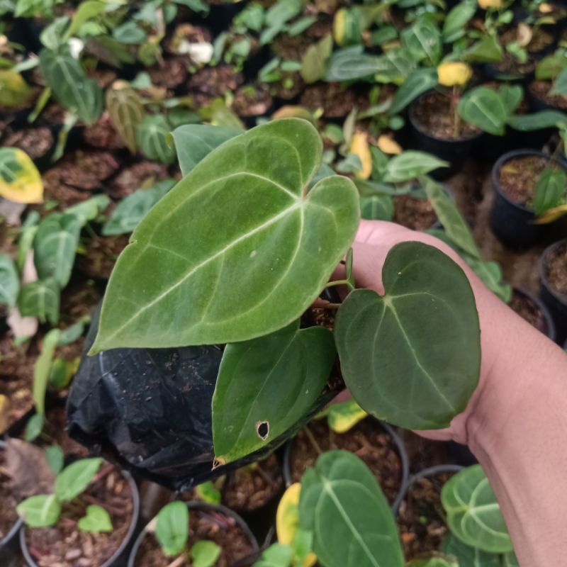 anthurium Ace of spades