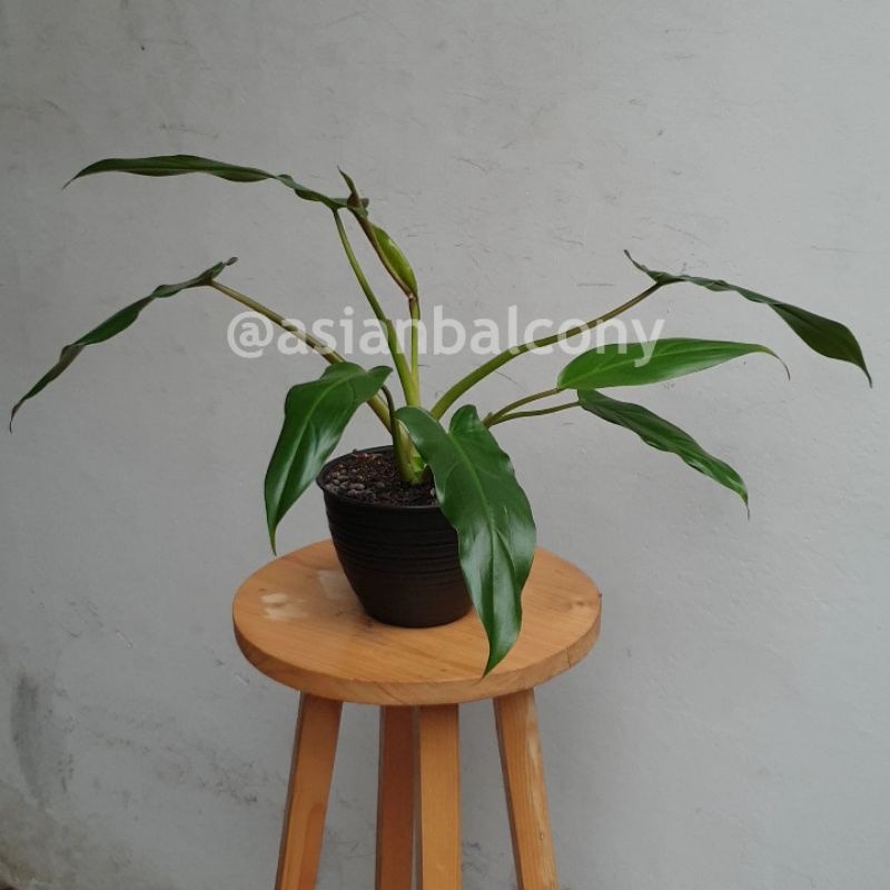 Philodendron Mexicanum | Tanaman hidup hias aroid di pot