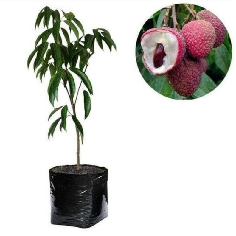 Bibit tanaman buah leci merah cangkok leci com siap berbuah