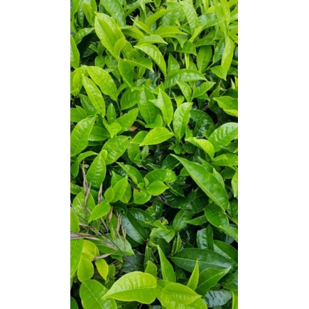 Daun Teh Hijau Segar 1 Kg