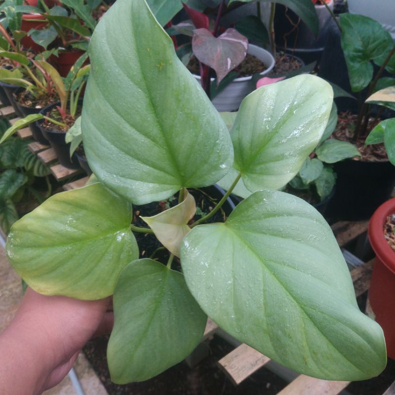 HOMALOMENA SILVER