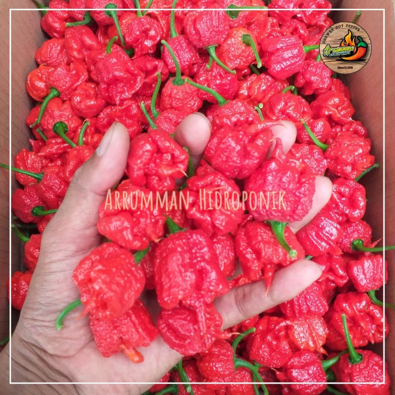 

10 BUAH Cabe Carolina Reaper Segar