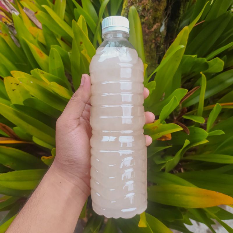 

minyak goreng kelapa tandusan asli bali