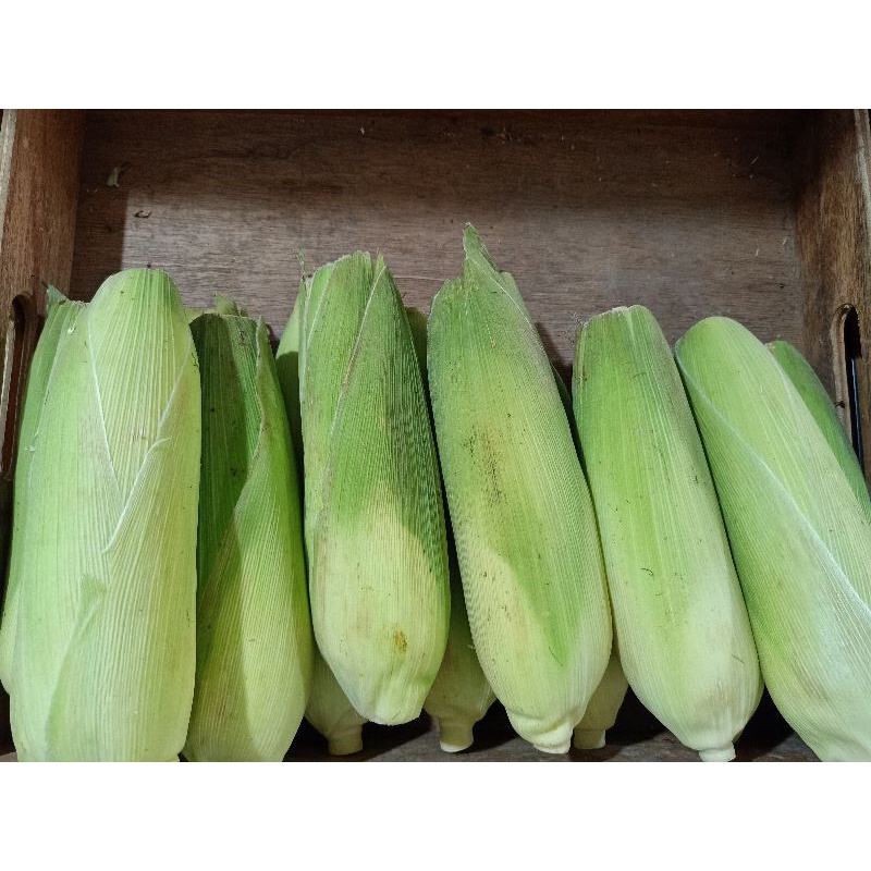 

Jagung Manis