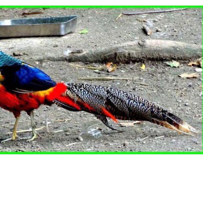 

BAYAR DITEMPAT✔️telur ayam hias red lady pheasant untuk di tetaskan|KD3
