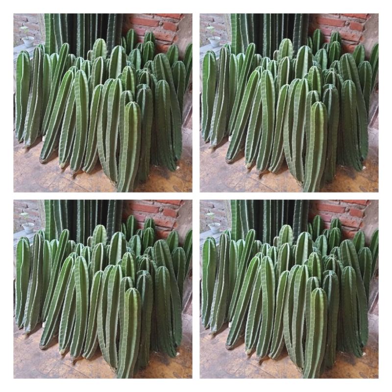 Paket 4 Hemat Pohon Kaktus koboi - Tanaman Hias Kaktus koboi - Tanaman Hias Hidup Kaktus koboi