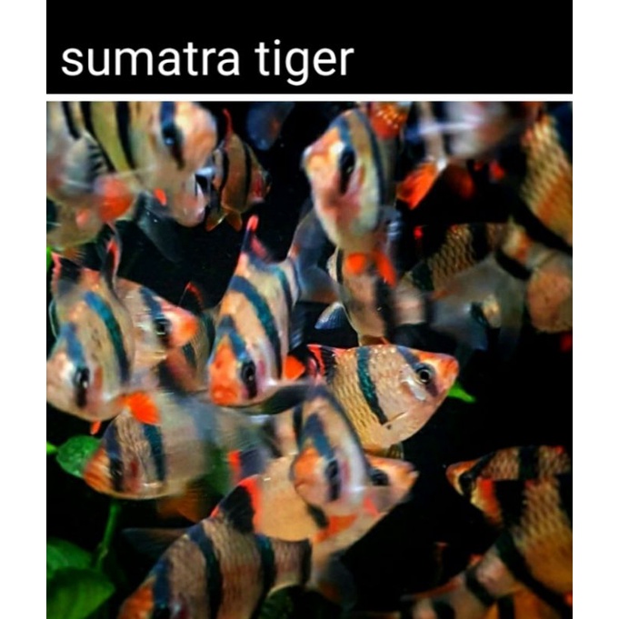 

ikan sumatra tiger