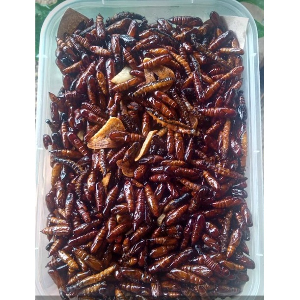 

Promo 100rb/2Pack! Entung Ungkrung Kepompong Pohon Jati Goreng gurih