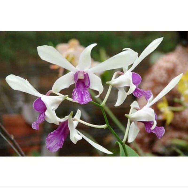 Dendrobium Mesagnil Seedling