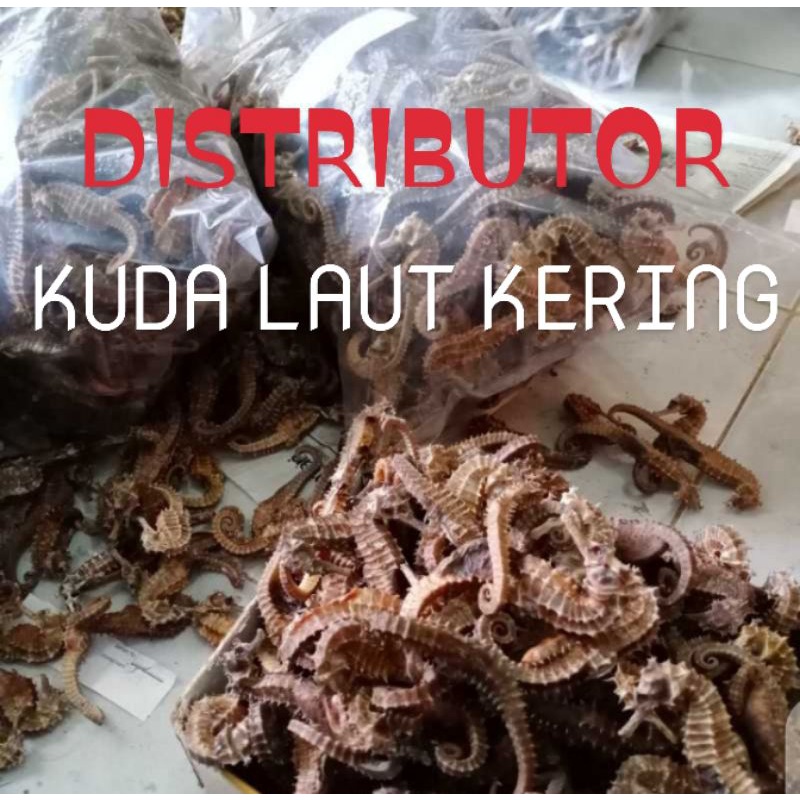 Kuda laut kering ecer per biji jual kuda laut Jakarta jual kuda laut Bandung jual kuda laut Medan ju