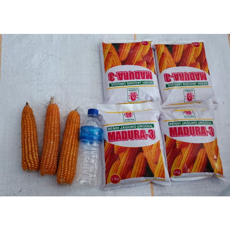 Benih Jagung Unggul Madura-3 Gars-01