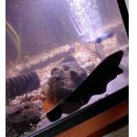 

IKAN BLACK GHOST INDUKAN