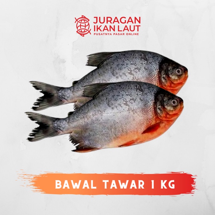 

Ikan Bawal Tawar Segar - 1 Kilogram JABODETABEK