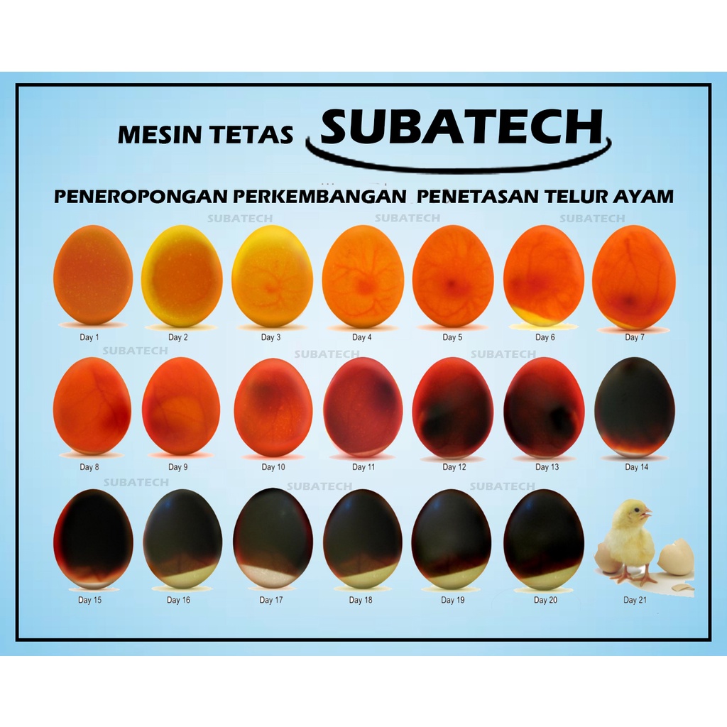 SUBATECH RG 50 Mesin Tetas Telur Full Otomatis Penetas