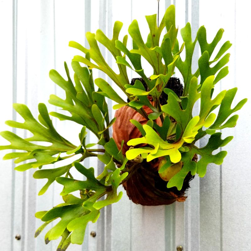 Platycerium Ridleyi besar