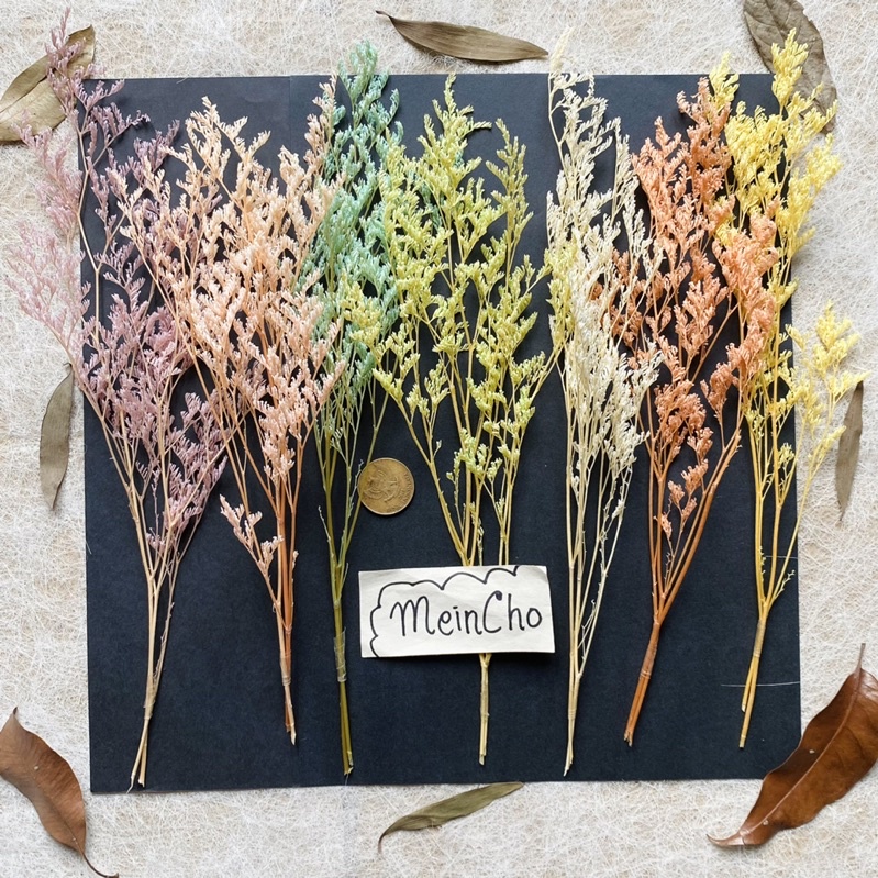 Dried Flower Caspea Pastel Bunga Kering  Caspea PASTEL Preserved Rustic