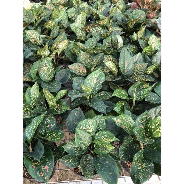 Aglaonema ruby chiangmay rumpun 3+