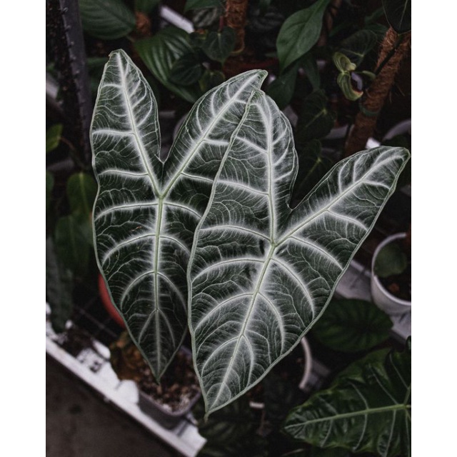Tanaman hias Alocasia Longiloba silver / keladi longi loba silver