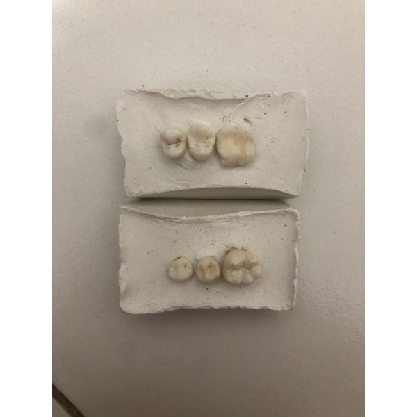 paket gigi praktikum konservasi