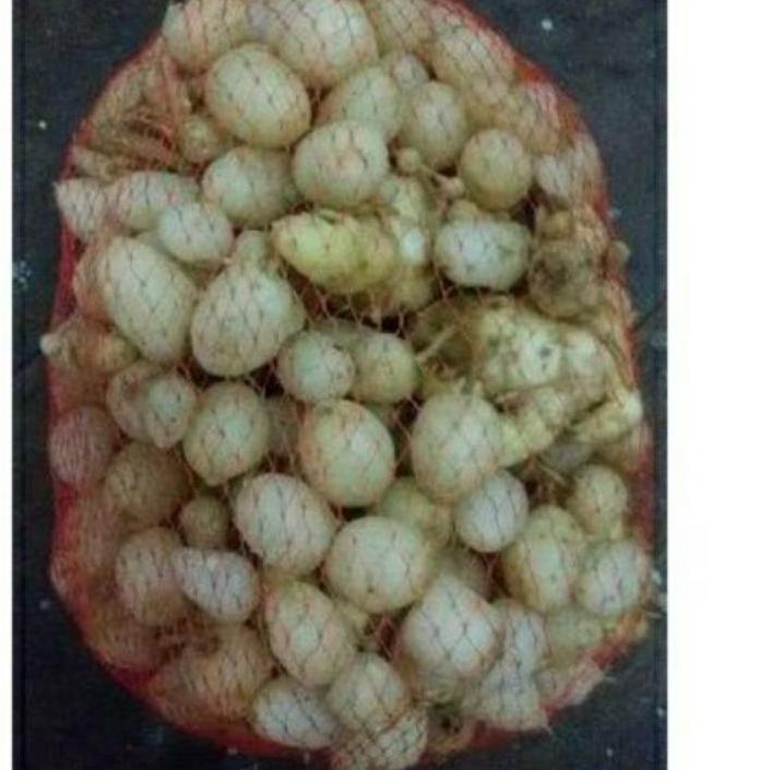 

limited STOCK!1kg 1kilo 1000gr Kunyit Putih/kunir putih segar/buah/asli|RA3
