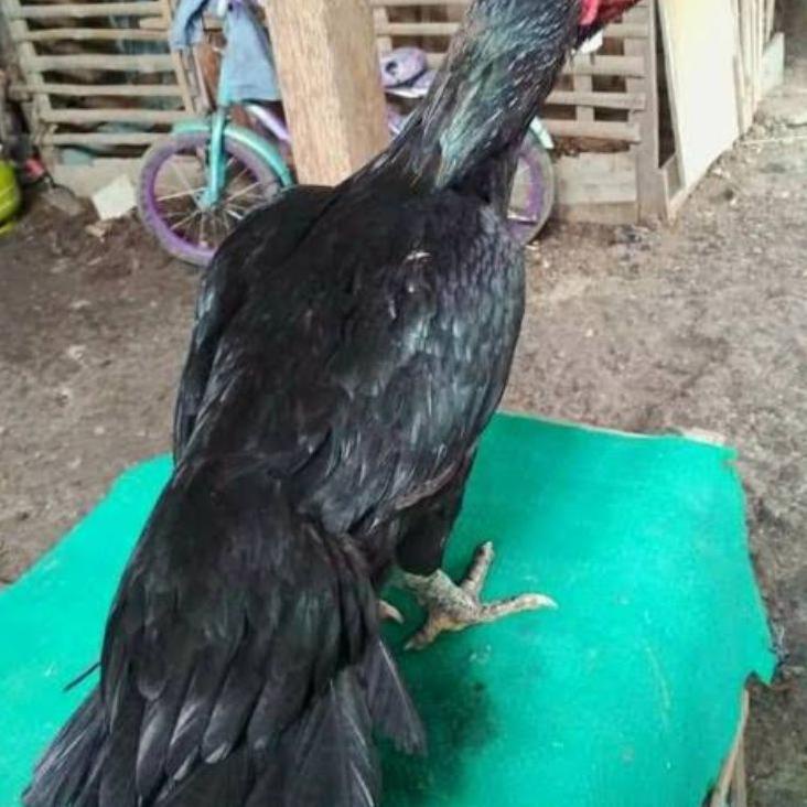 

telur vertil ayam bangkok ekor lidi