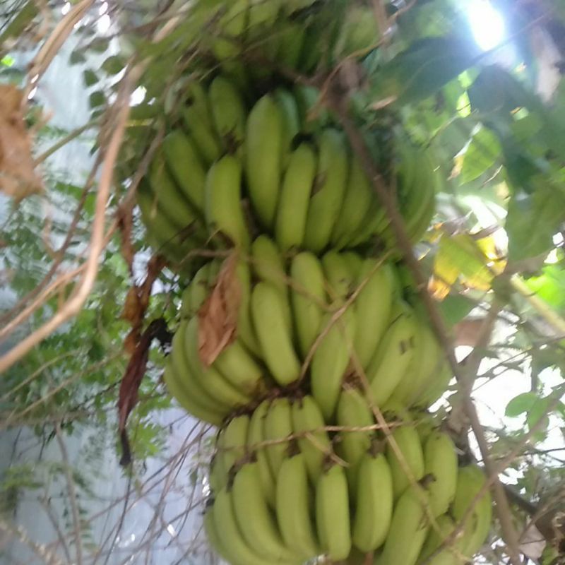 

Pisang Ambon 1 Sisir