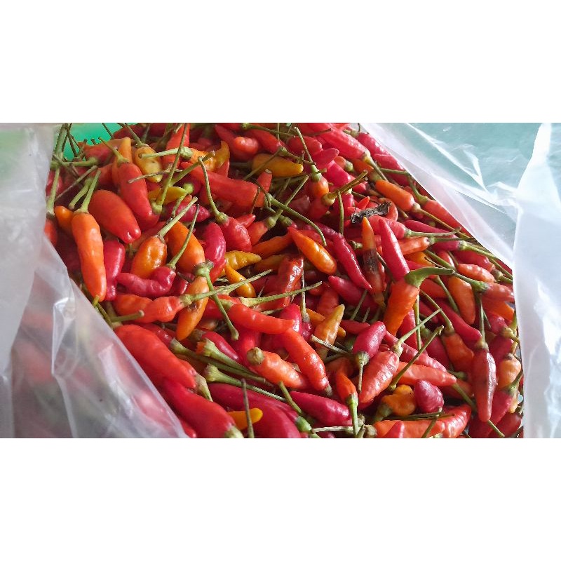 

CABAI JAWA TIMUR MERAH