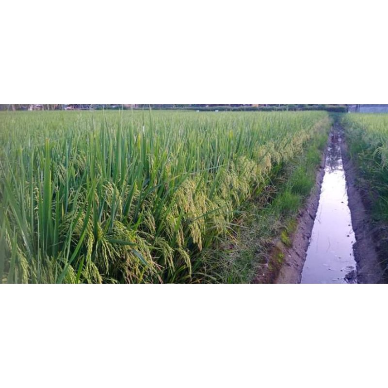 Benih padi CIBATU GENJAH 5 kg padi genjah di jenisnya, Langsung dari pengembangnya ORIGINAL