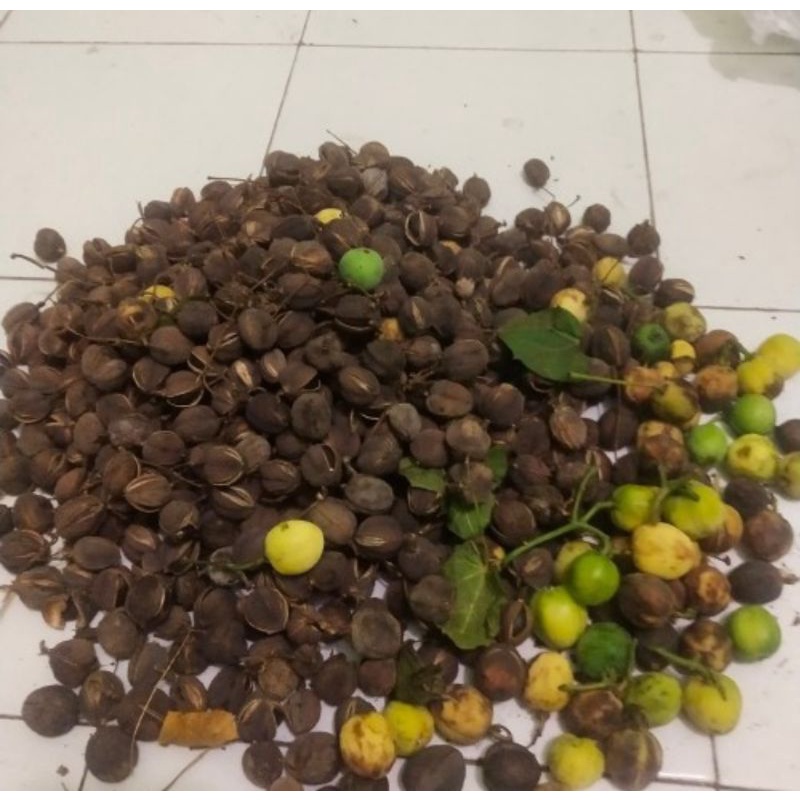 

Buah jarak pakar kering organik untuk obat herbal ready stok
