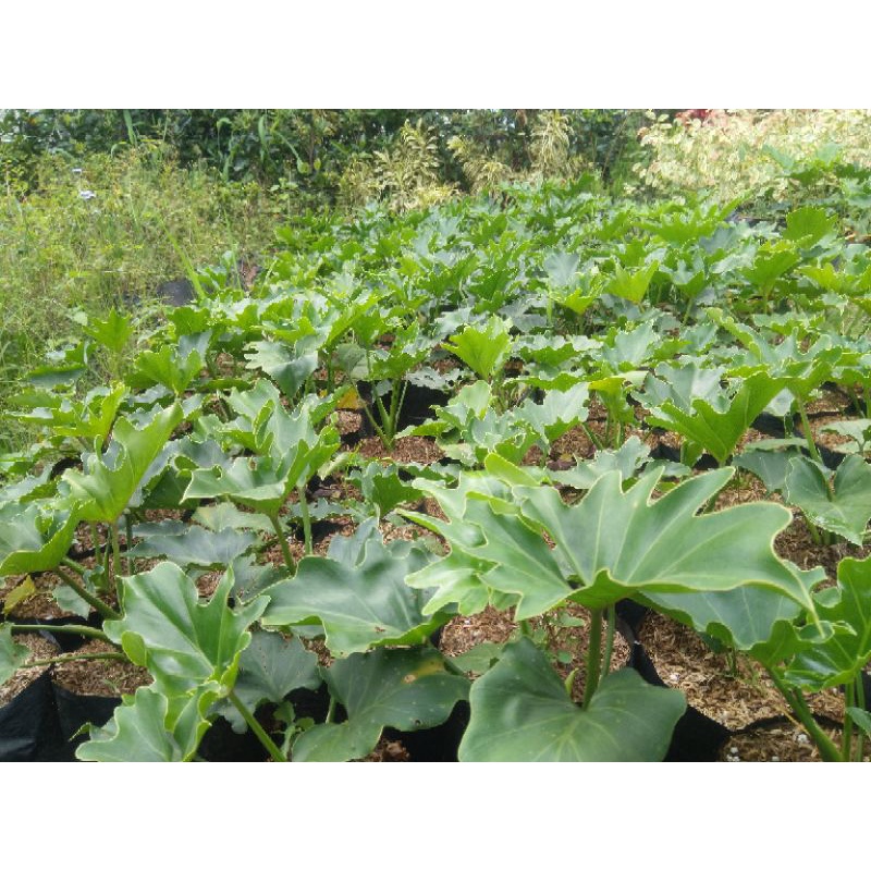 Philo dendron bunga dekorasi