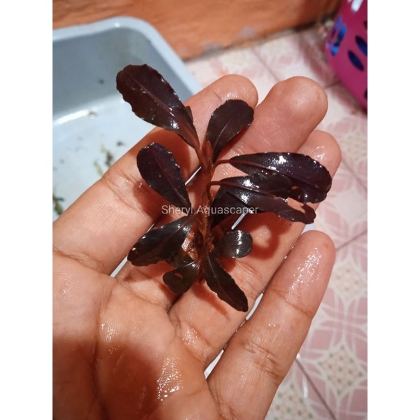 Bucephalandra Brownie Fake Ghost Tanaman Aquascape