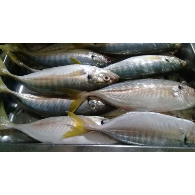 

Ikan Kembung Como